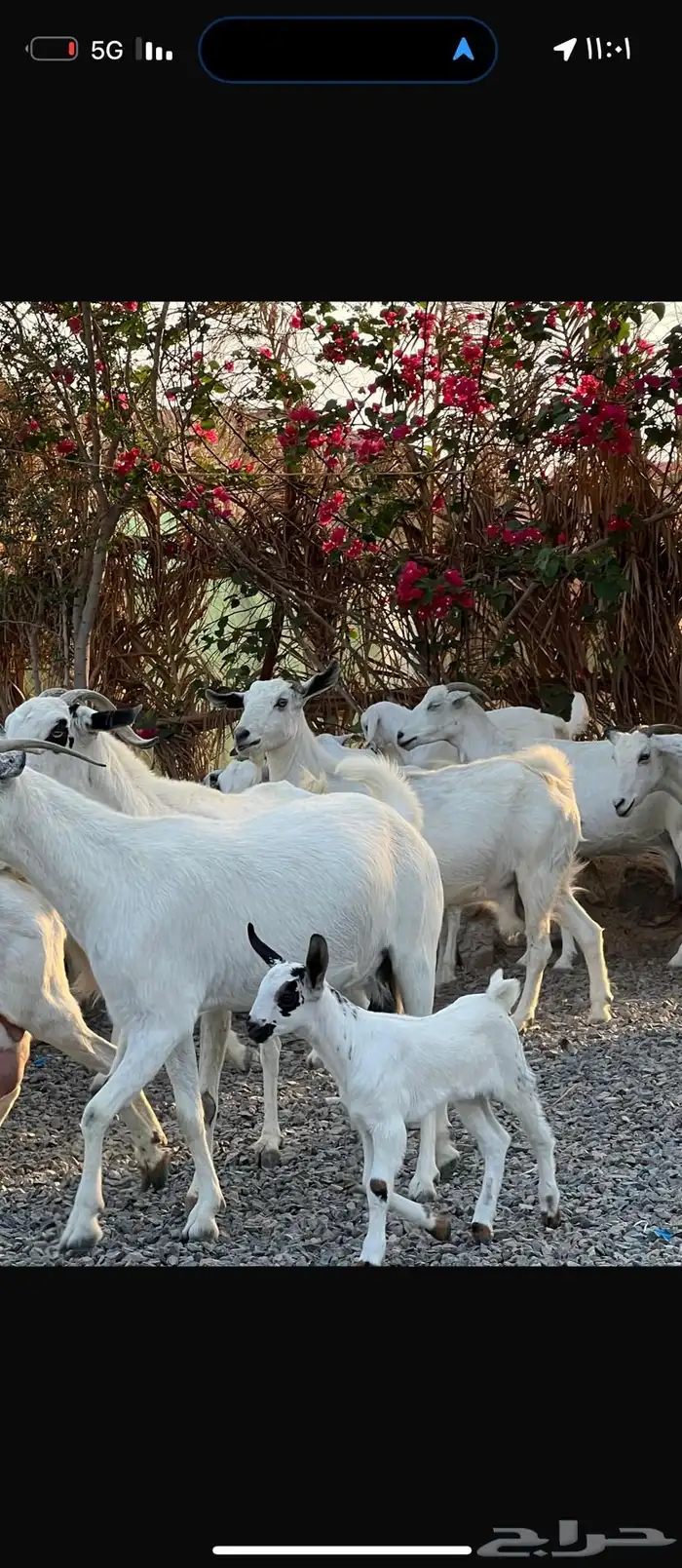معزا بيشيات بيض فواخر 26