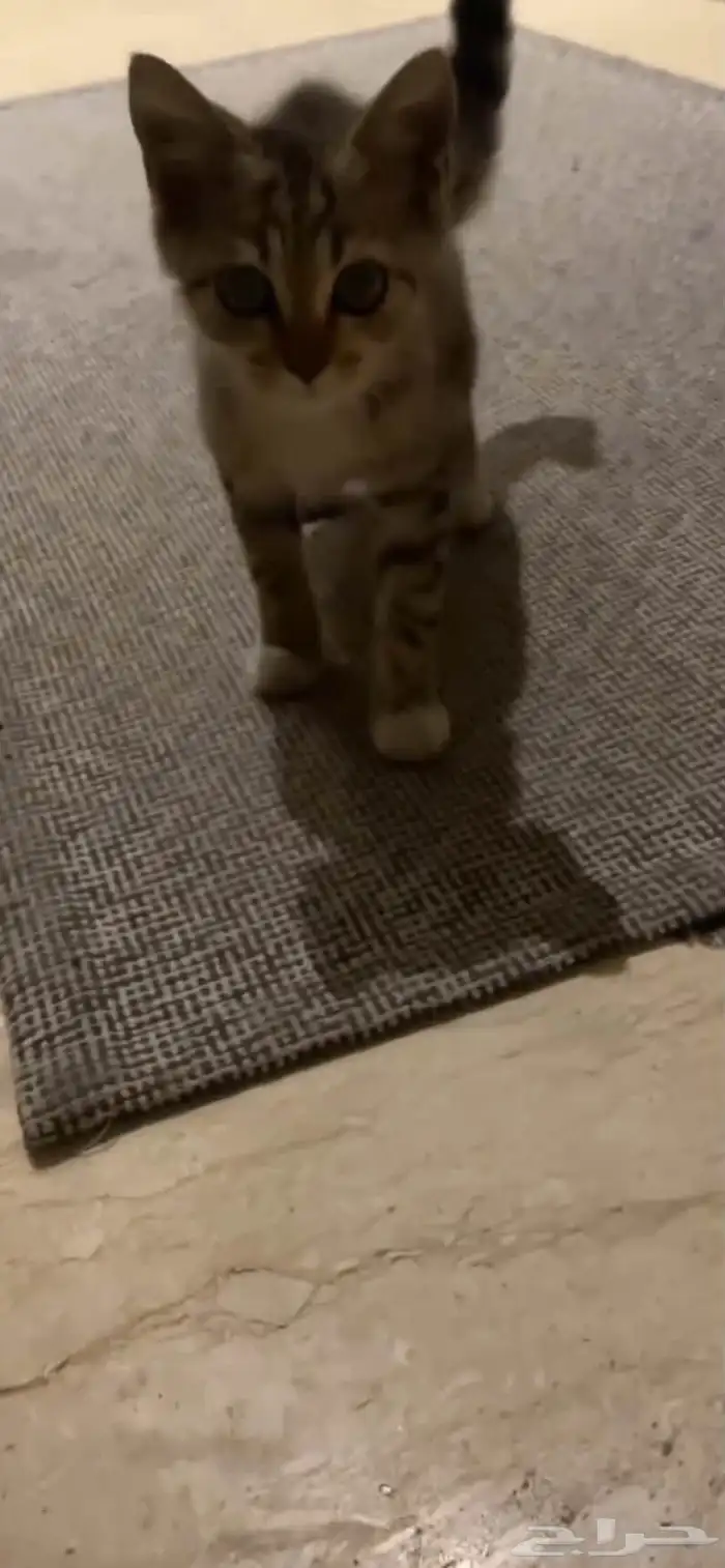 قطه للتبني 2