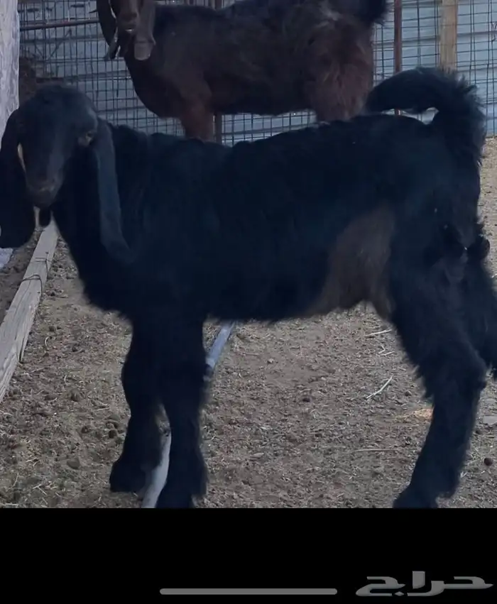 عنز شامية والد صنف 5