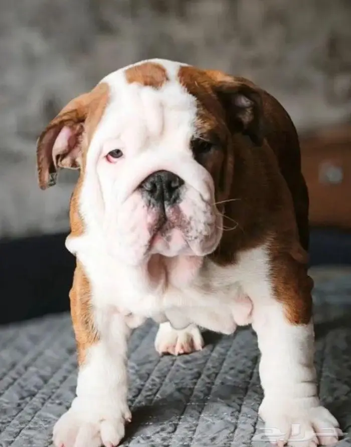 جراء انجليش بلدوغ للبيع 0