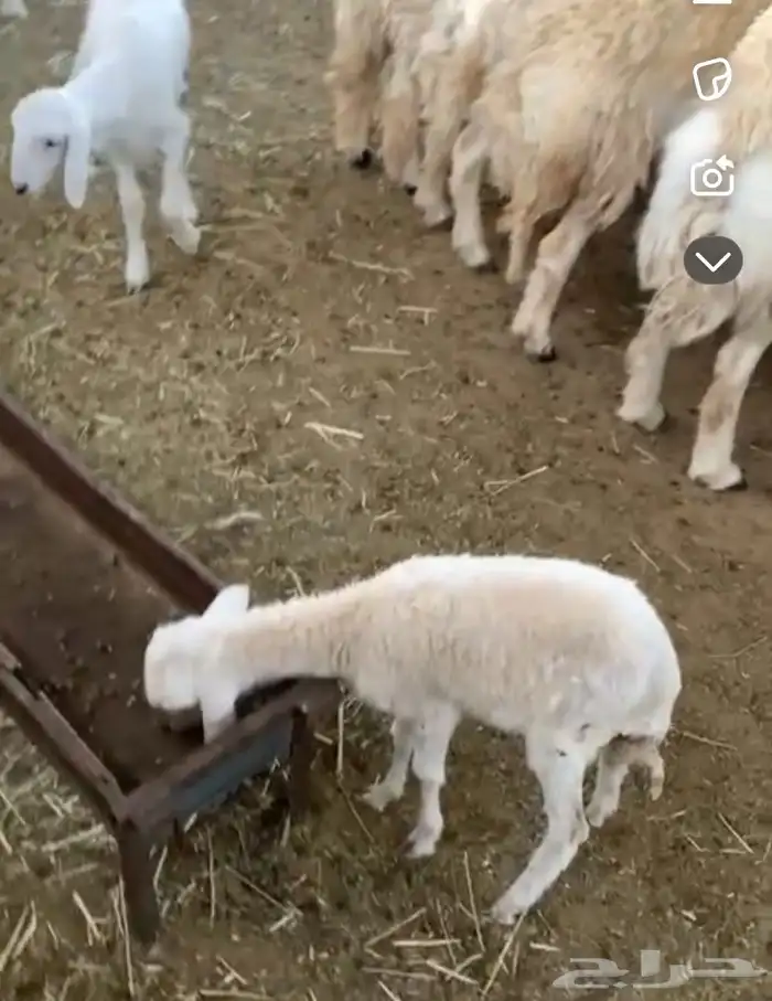 سلام عليكم اعرض لكم داغور رخل شرط يدغر ياكل برسيم وكلشي 0