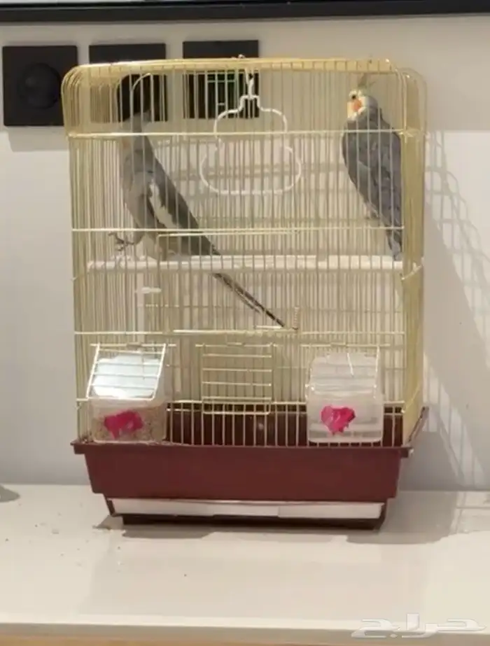 طيور كروان للبيع 1