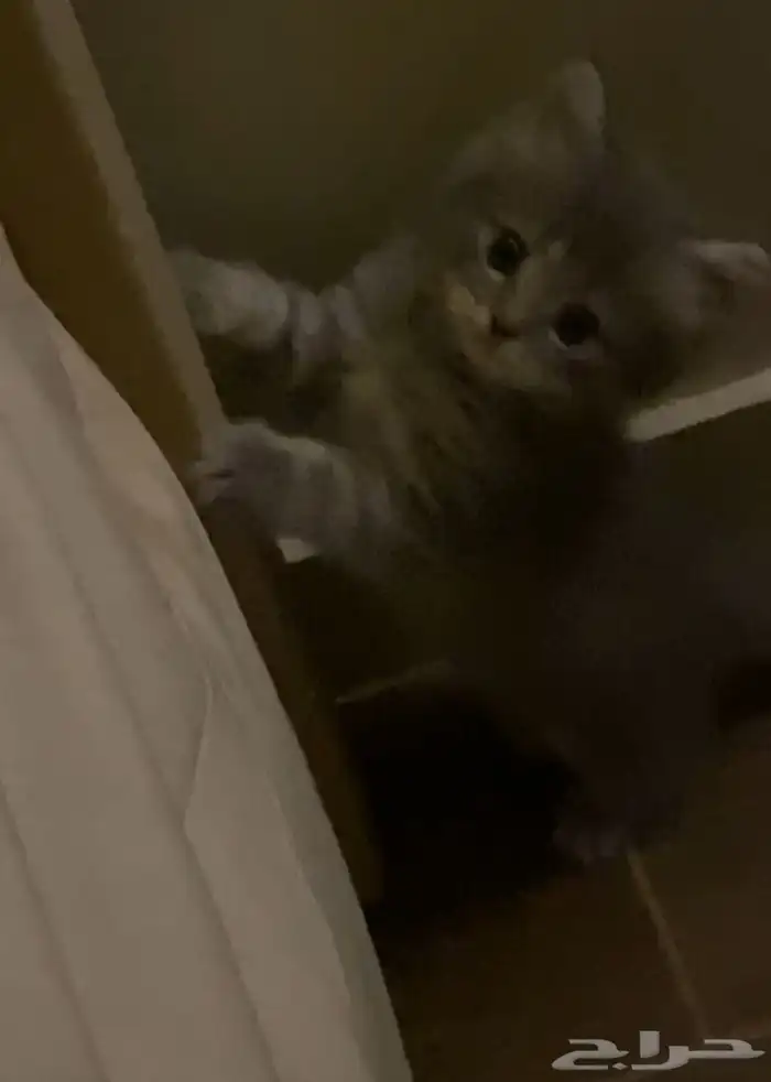 قطة للبيع ب150 2