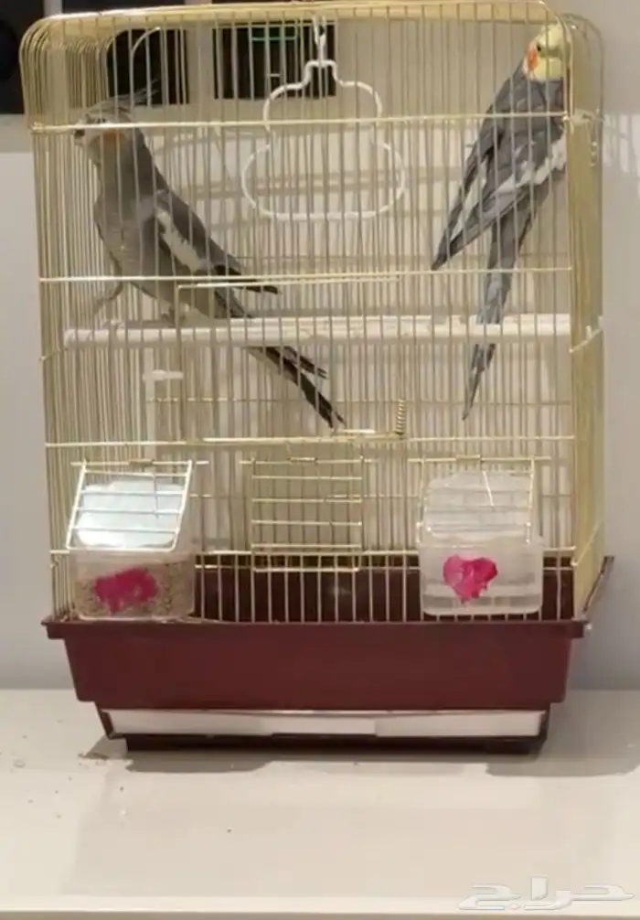 طيور كروان للبيع 0