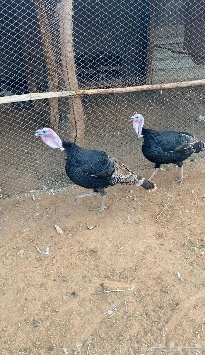 للبيع رومي 0