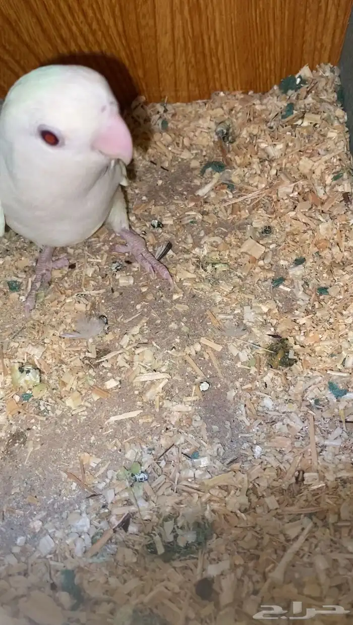 زوج روز البينو عيون حمر 10