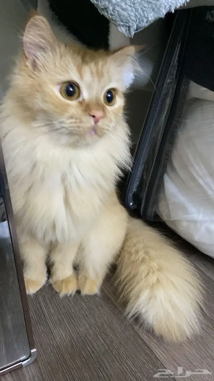 قطه شيرازي 1