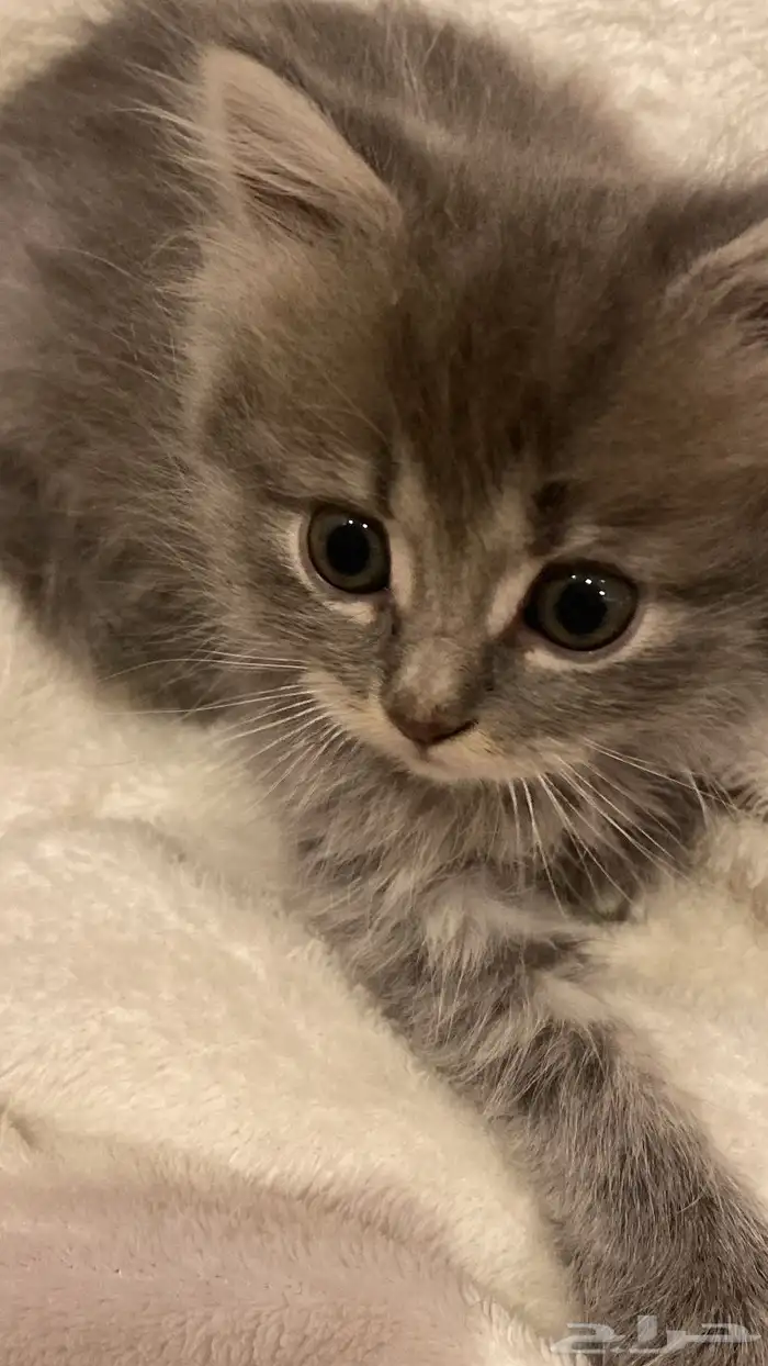 قطة للبيع ب150 1