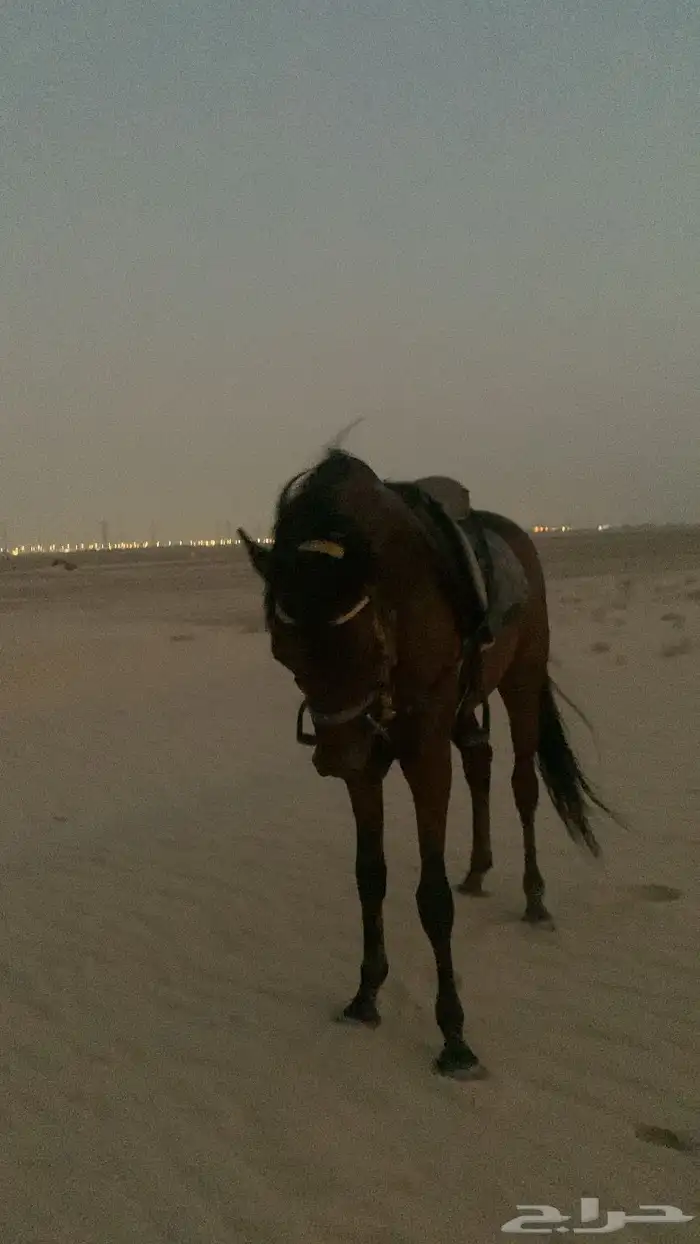 الخيل العربي 0