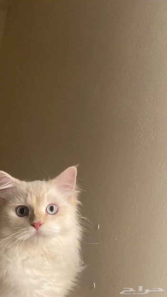 قطوه لتبني 0