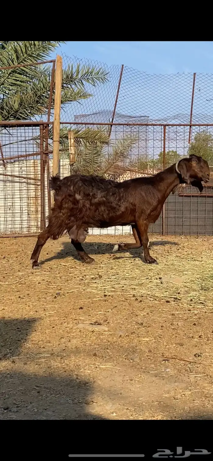 عنز شامية والد صنف 3