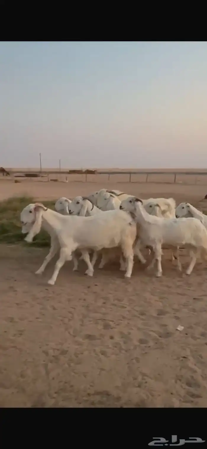 للبيع معزا مشاريك دفيع 0