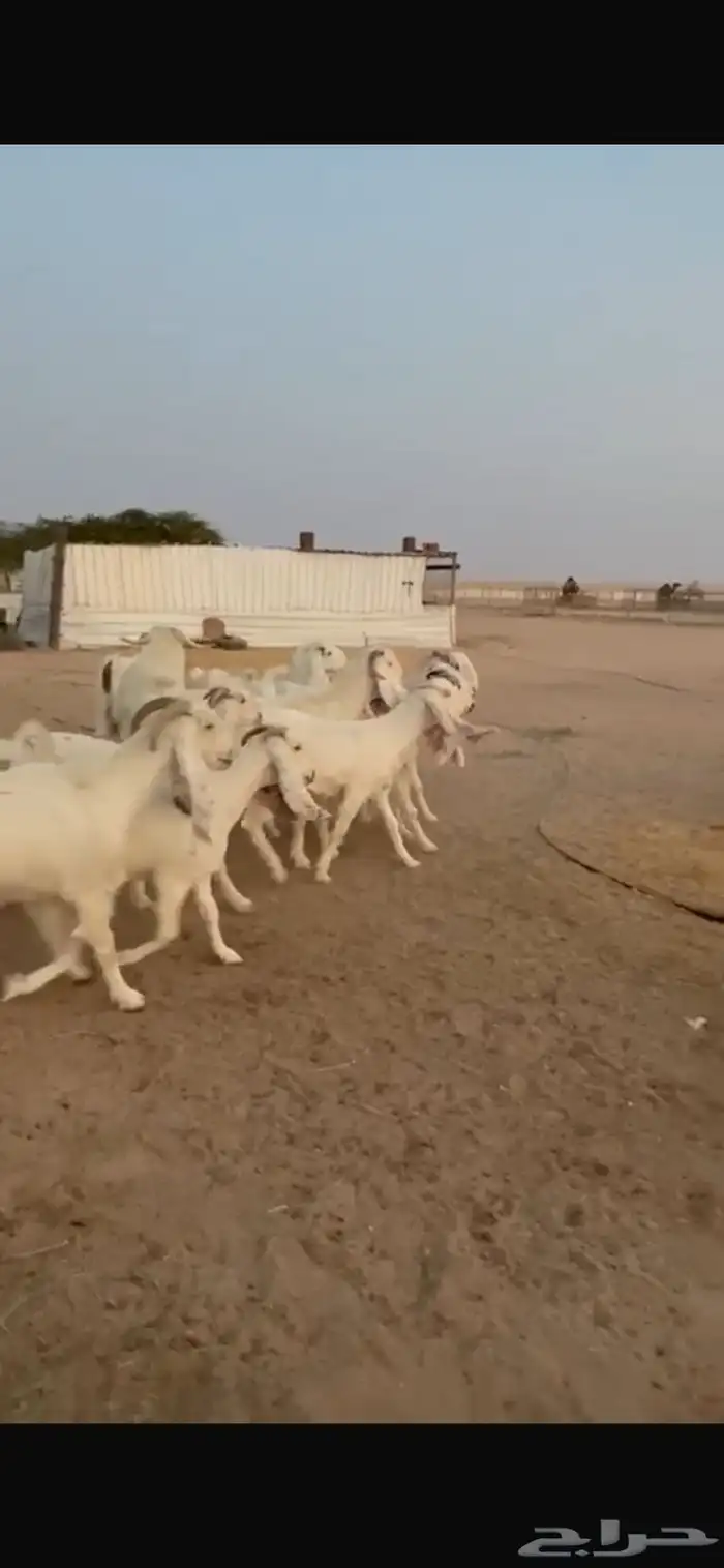 للبيع معزا مشاريك دفيع 6