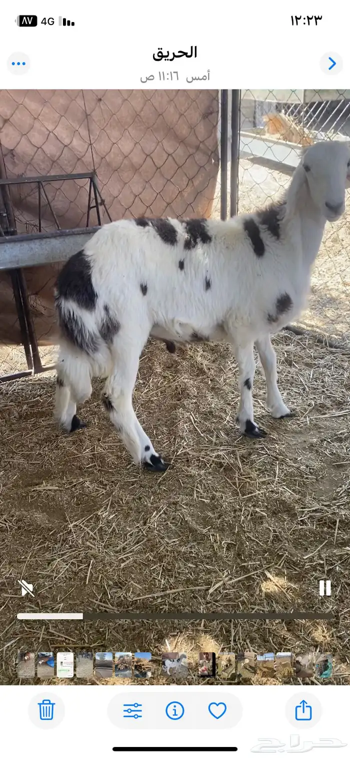 طلين سمان مغلقه سليمه من الأمراض 1