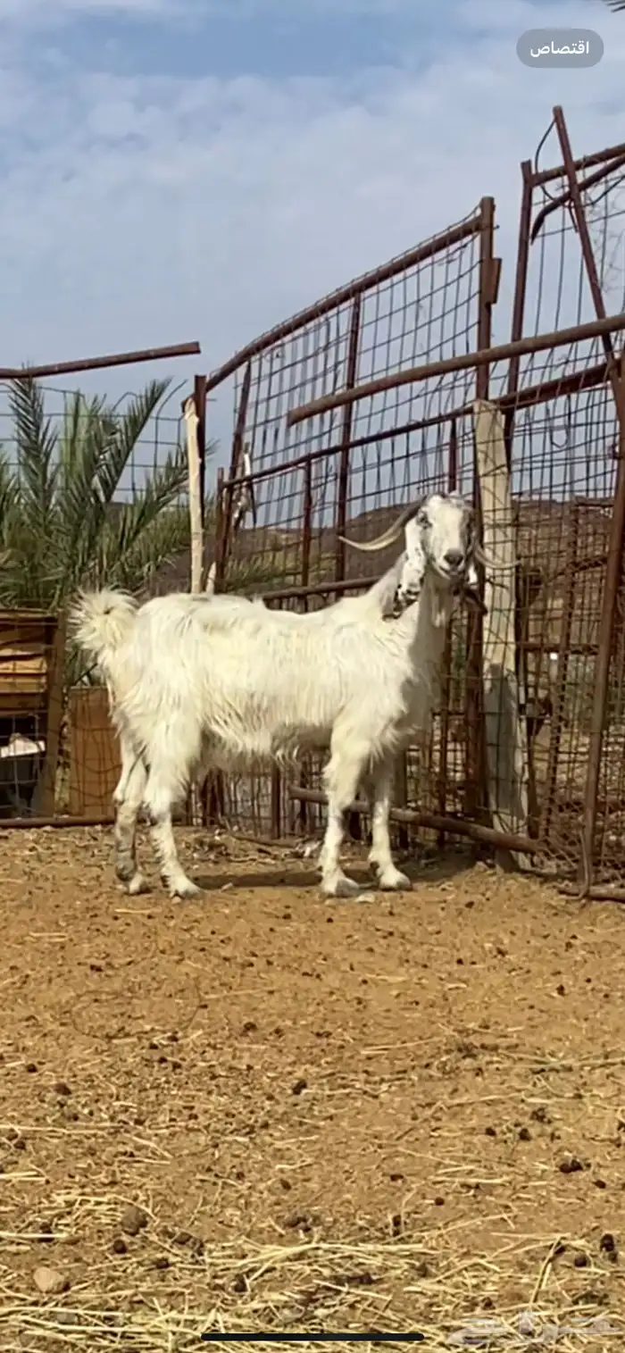 عنز والد مصرية فروع 7