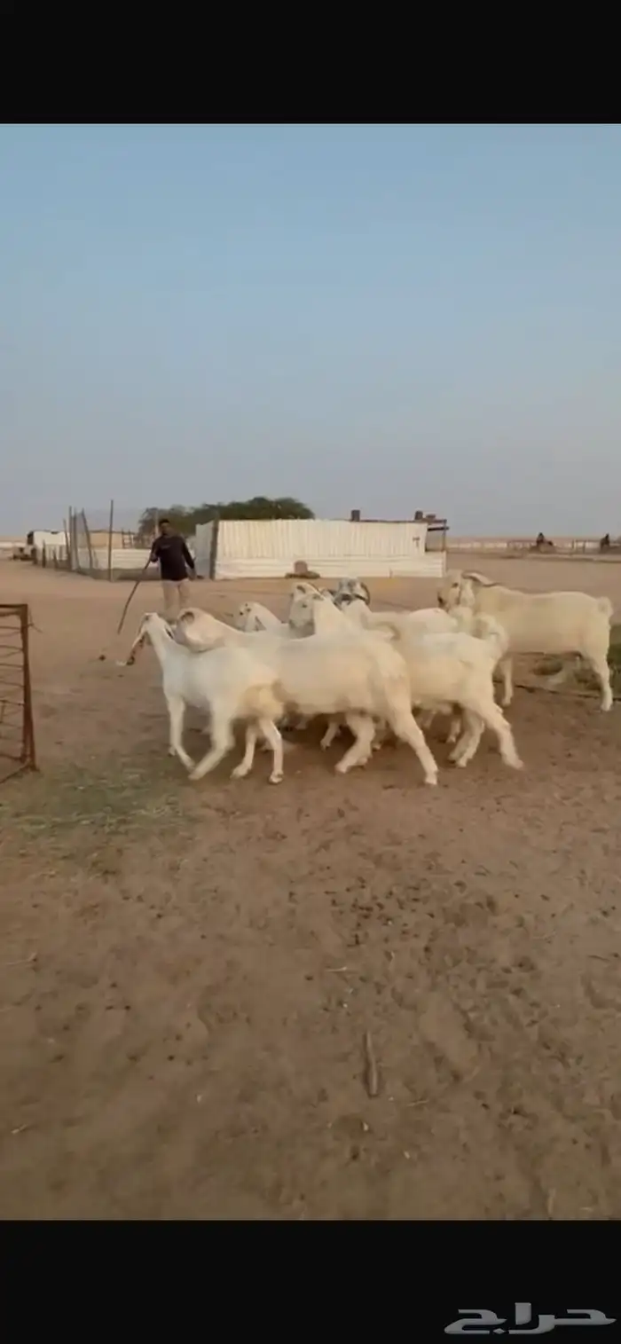 للبيع معزا مشاريك دفيع 3