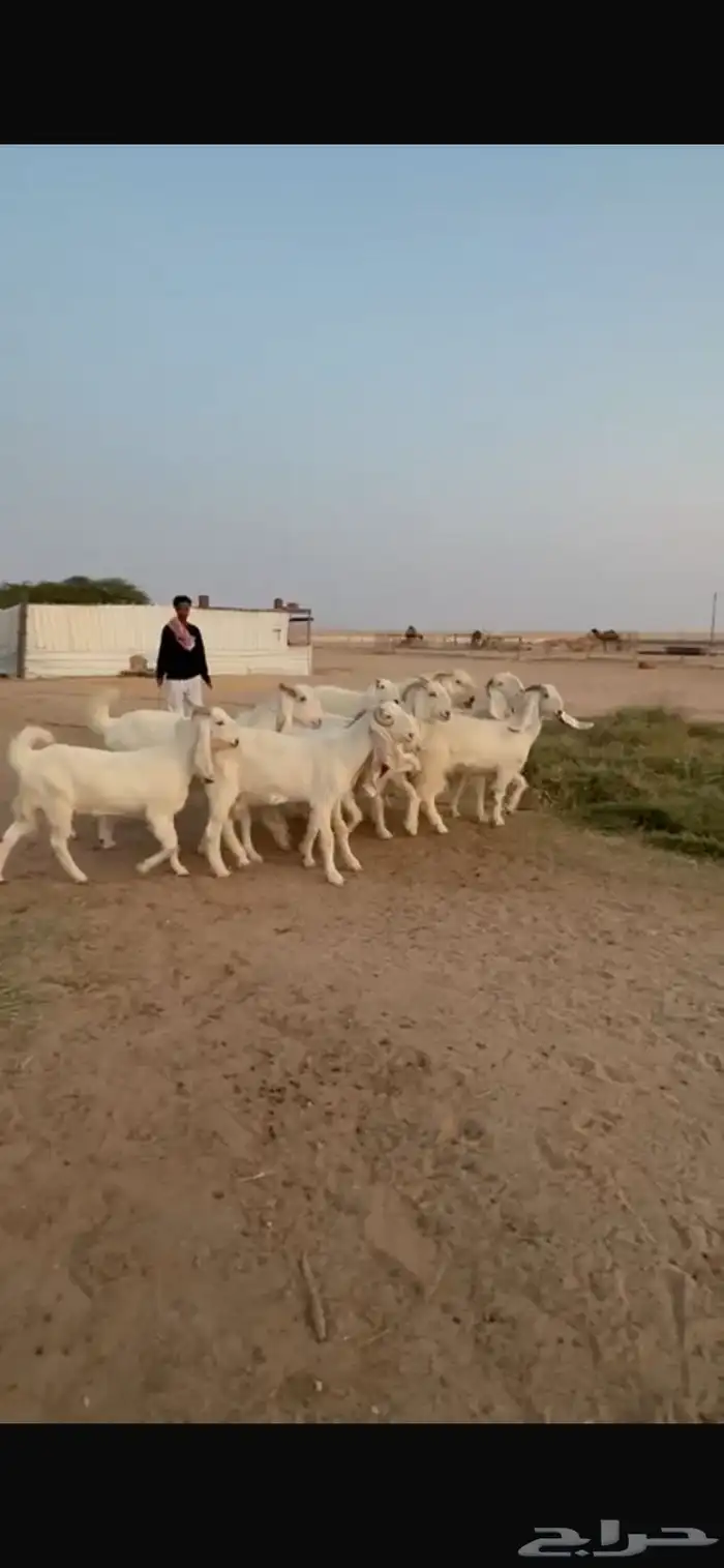 للبيع معزا مشاريك دفيع 2