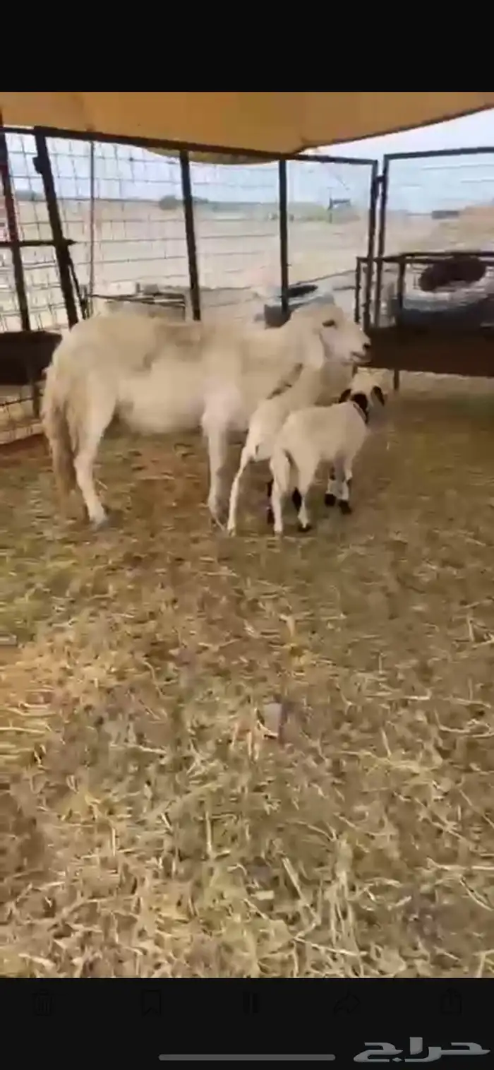 نعجه متاوم بسعر مناسب 2