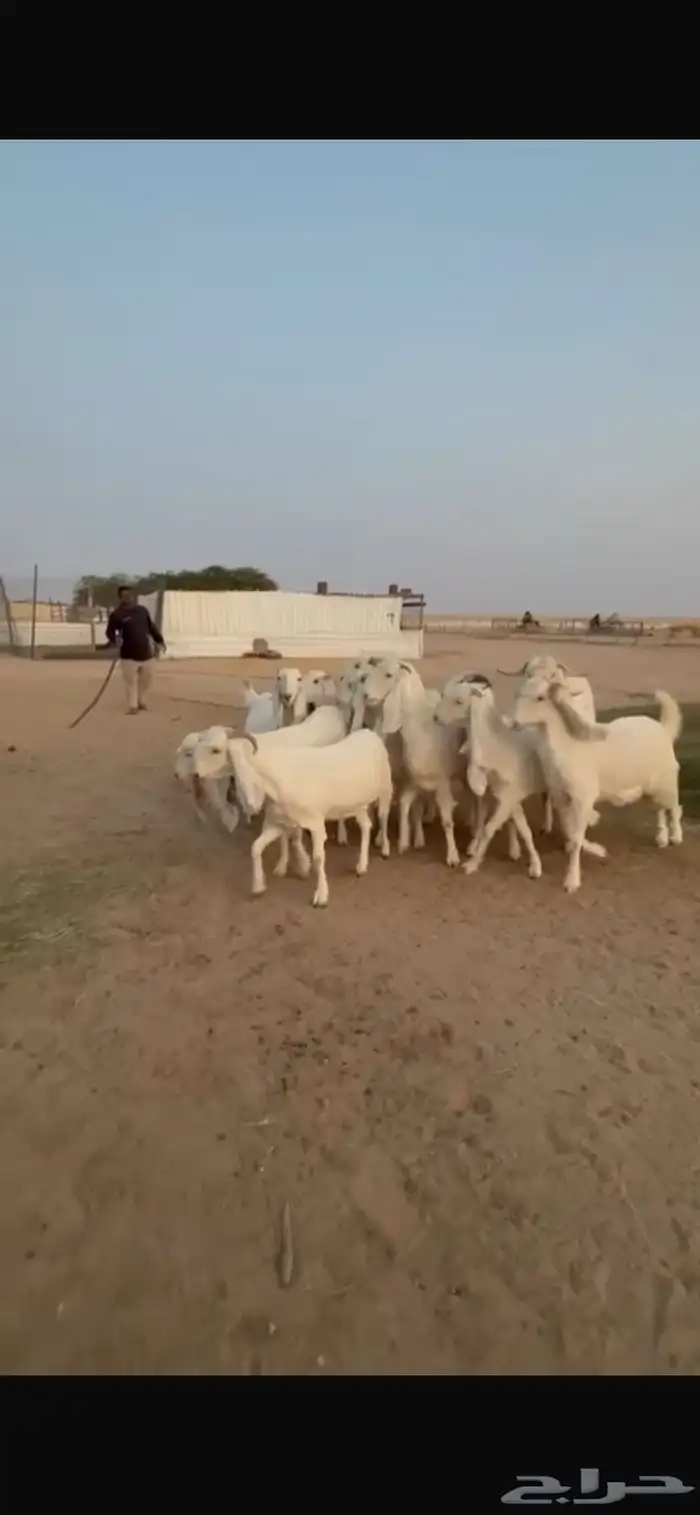 للبيع معزا مشاريك دفيع 4