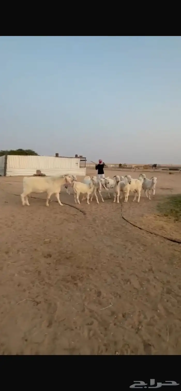 للبيع معزا مشاريك دفيع 12