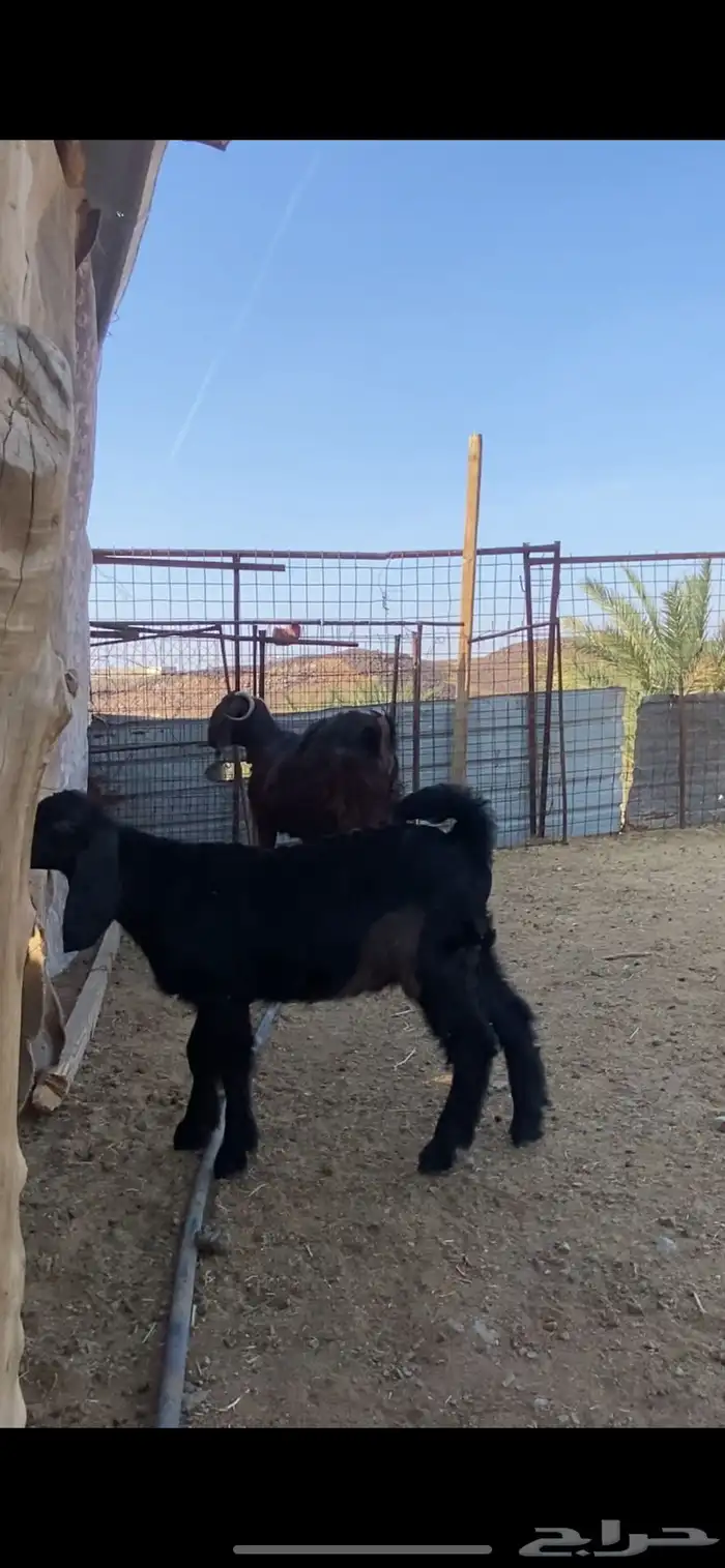 عنز شامية والد صنف 6