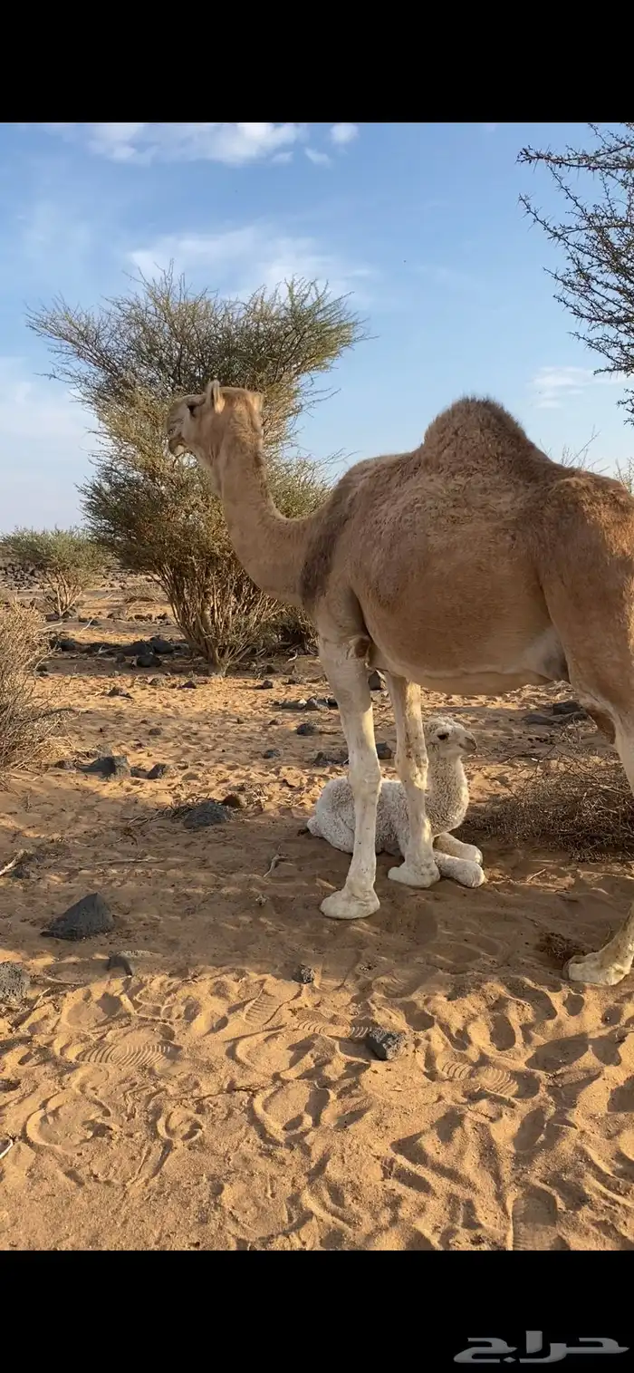 خلفه حمراسناد 1