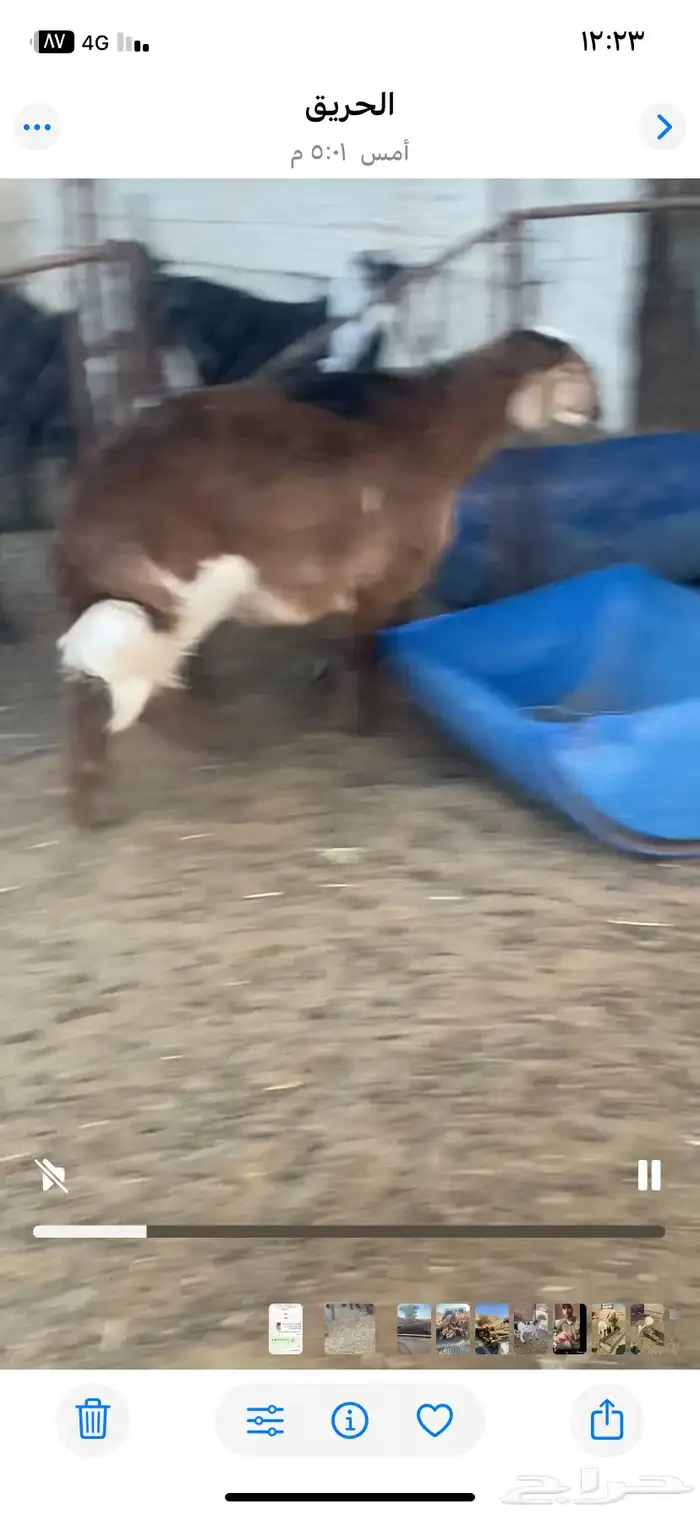 طلين سمان مغلقه سليمه من الأمراض 3