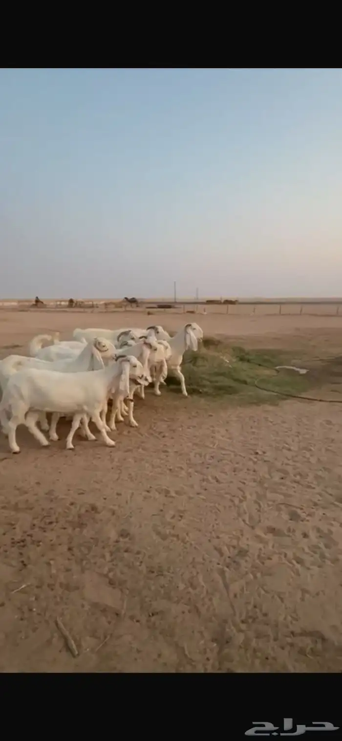 للبيع معزا مشاريك دفيع 1