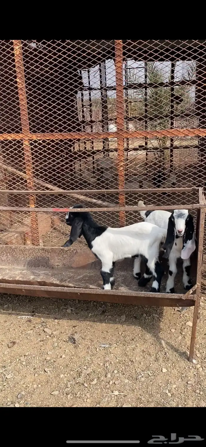 عنز والد مصرية فروع 4