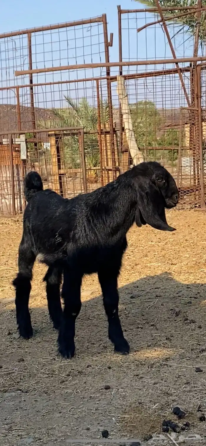 عنز شامية والد صنف 7