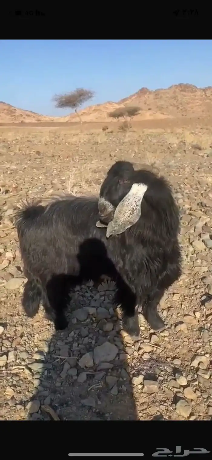 فحل عارضي سنه سديس 0