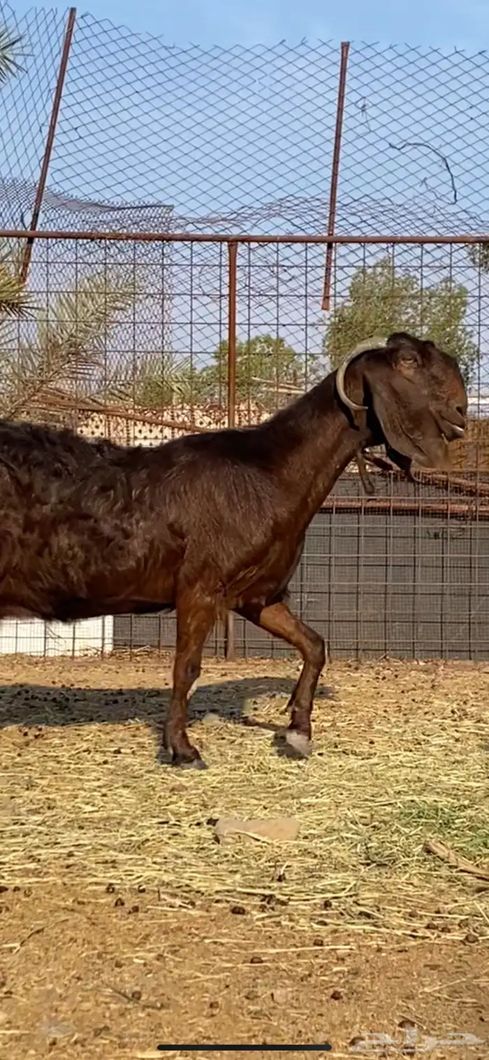 عنز شامية والد صنف 0