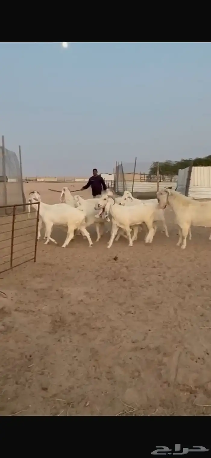 للبيع معزا مشاريك دفيع 9