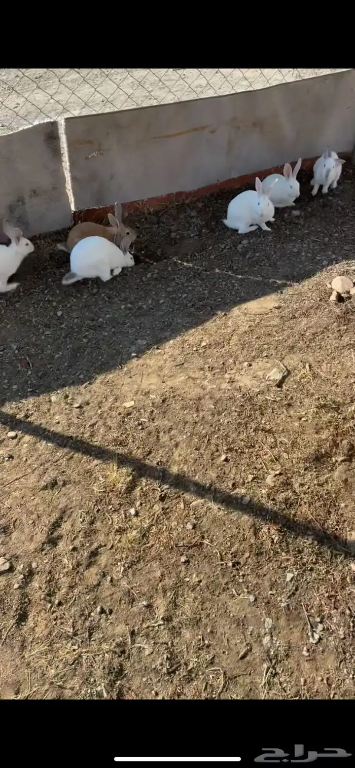 ارانب فرنسي 0