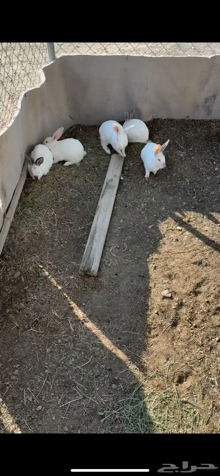 ارانب فرنسي 1