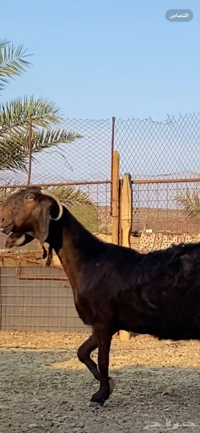 عنز شامية والد صنف 8