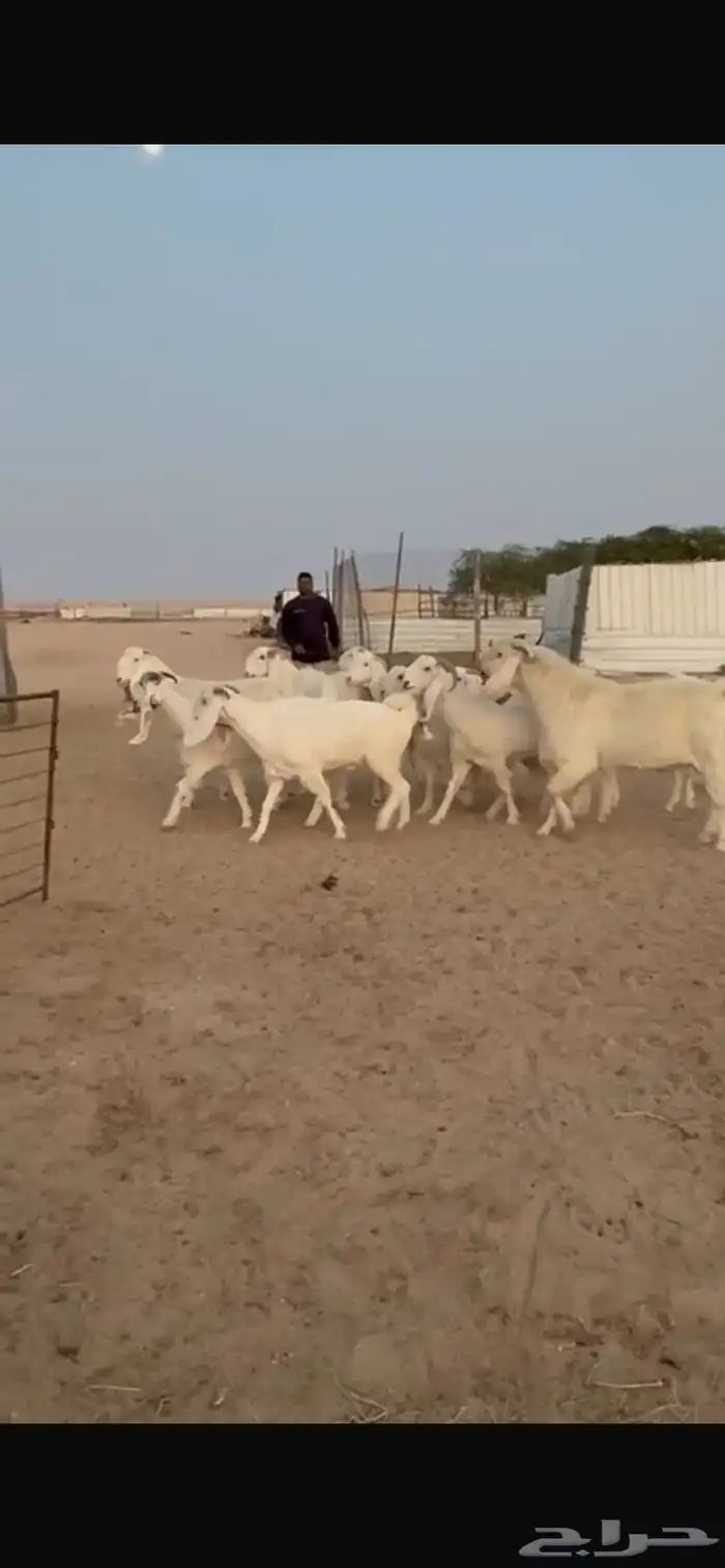 للبيع معزا مشاريك دفيع 8