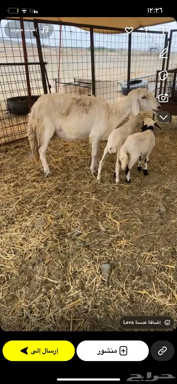 نعجه متاوم بسعر مناسب 0