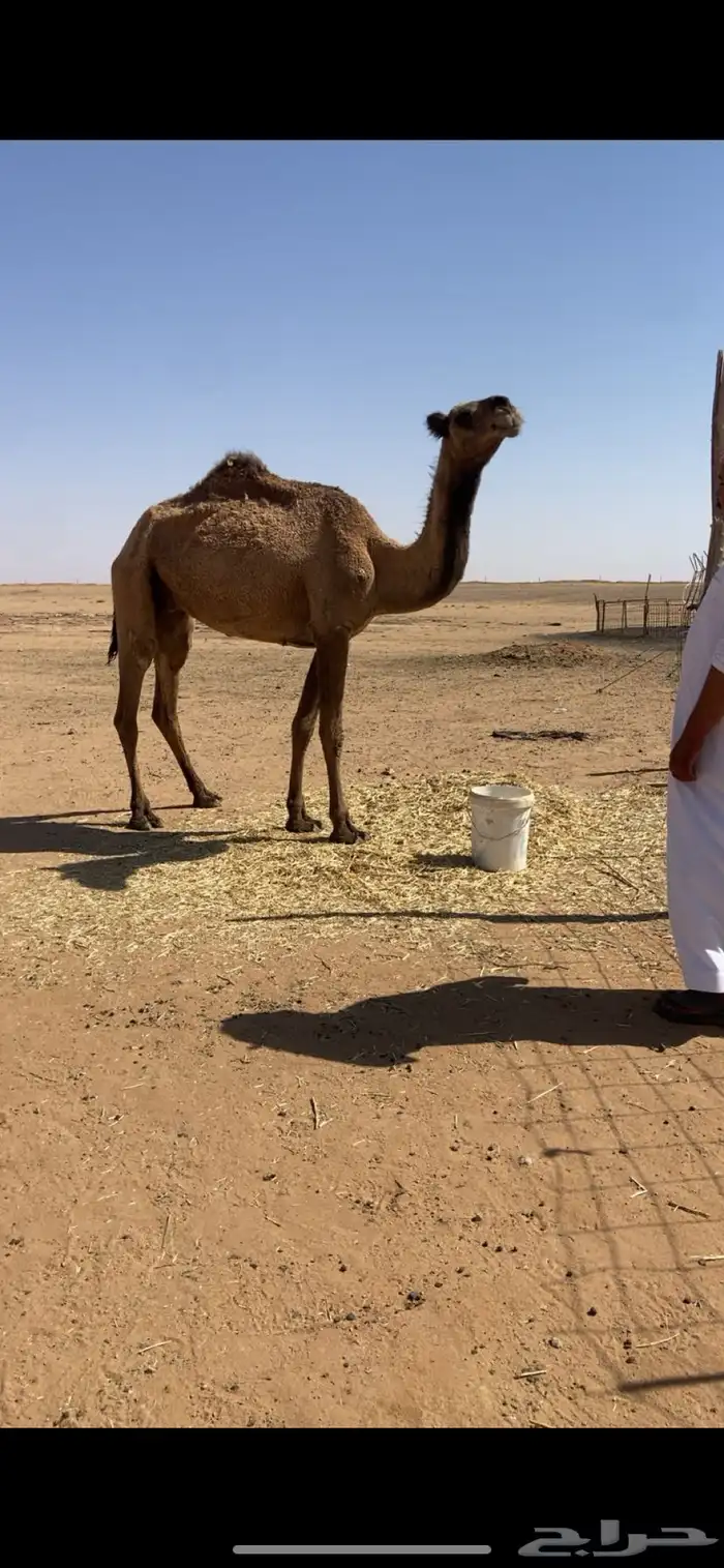 للبيع ضروبه صفرا 1