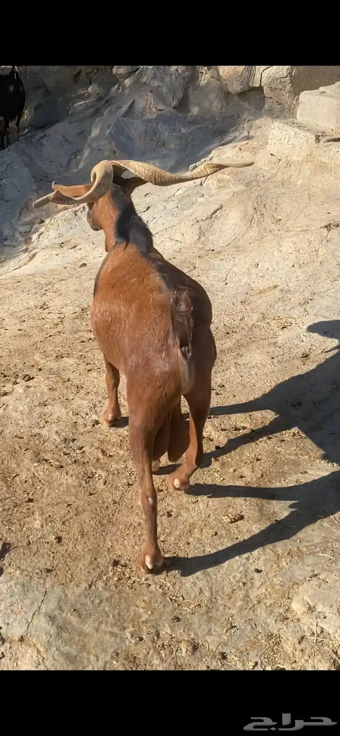 تيس فحل ادهم 1