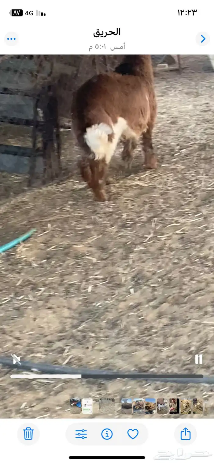 طلين سمان مغلقه سليمه من الأمراض 2