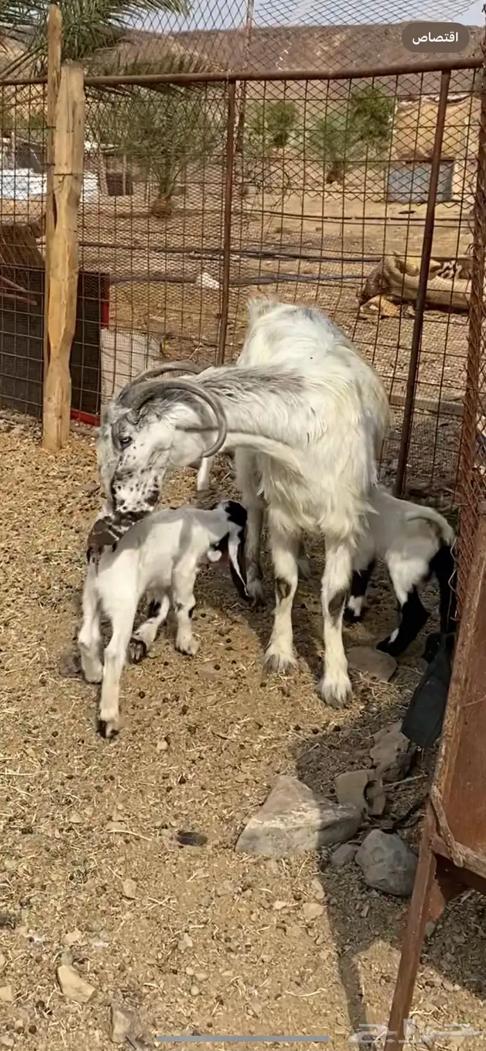 عنز والد مصرية فروع 3