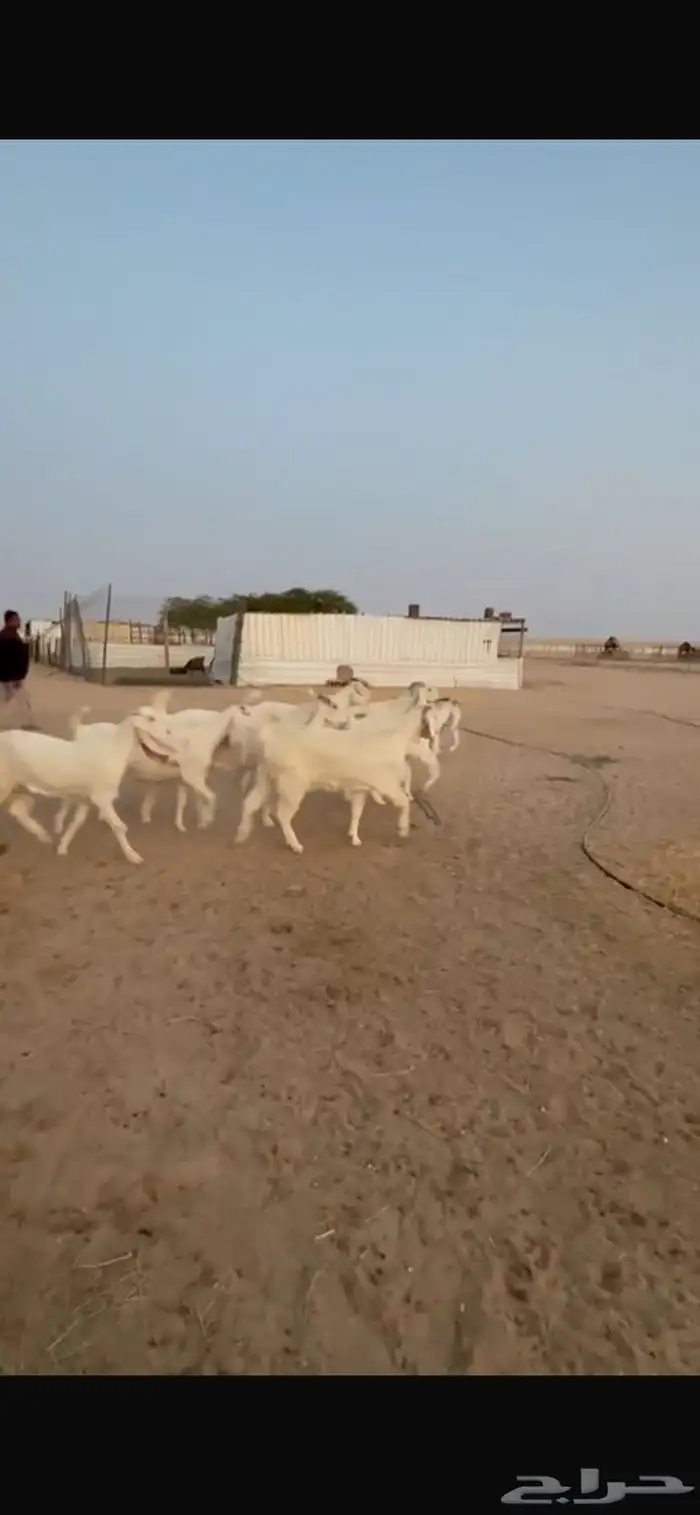 للبيع معزا مشاريك دفيع 13