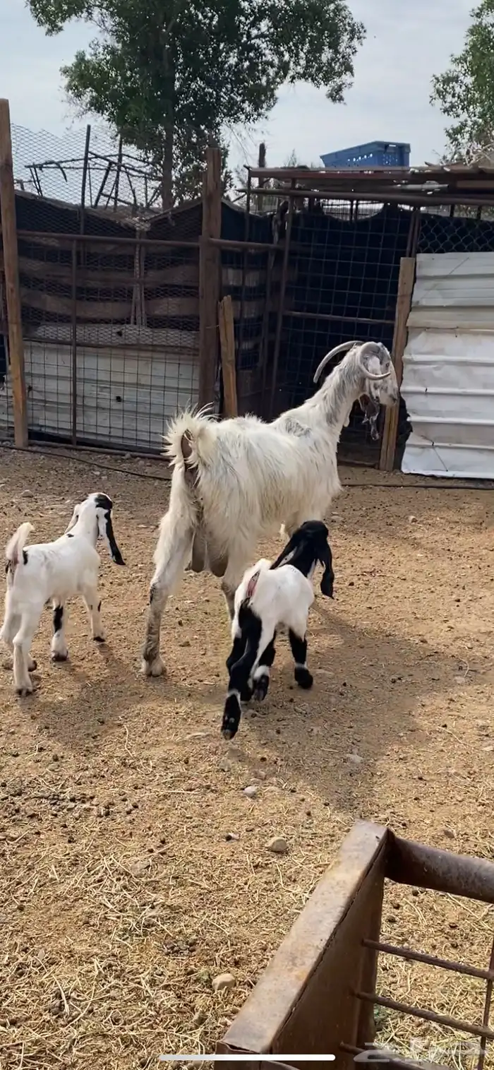 عنز والد مصرية فروع 2