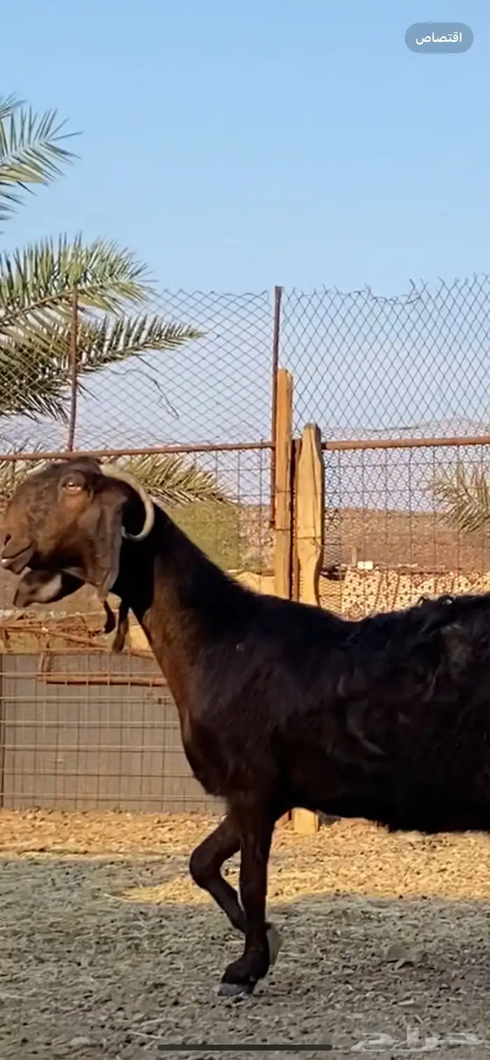 عنز شامية والد صنف 1