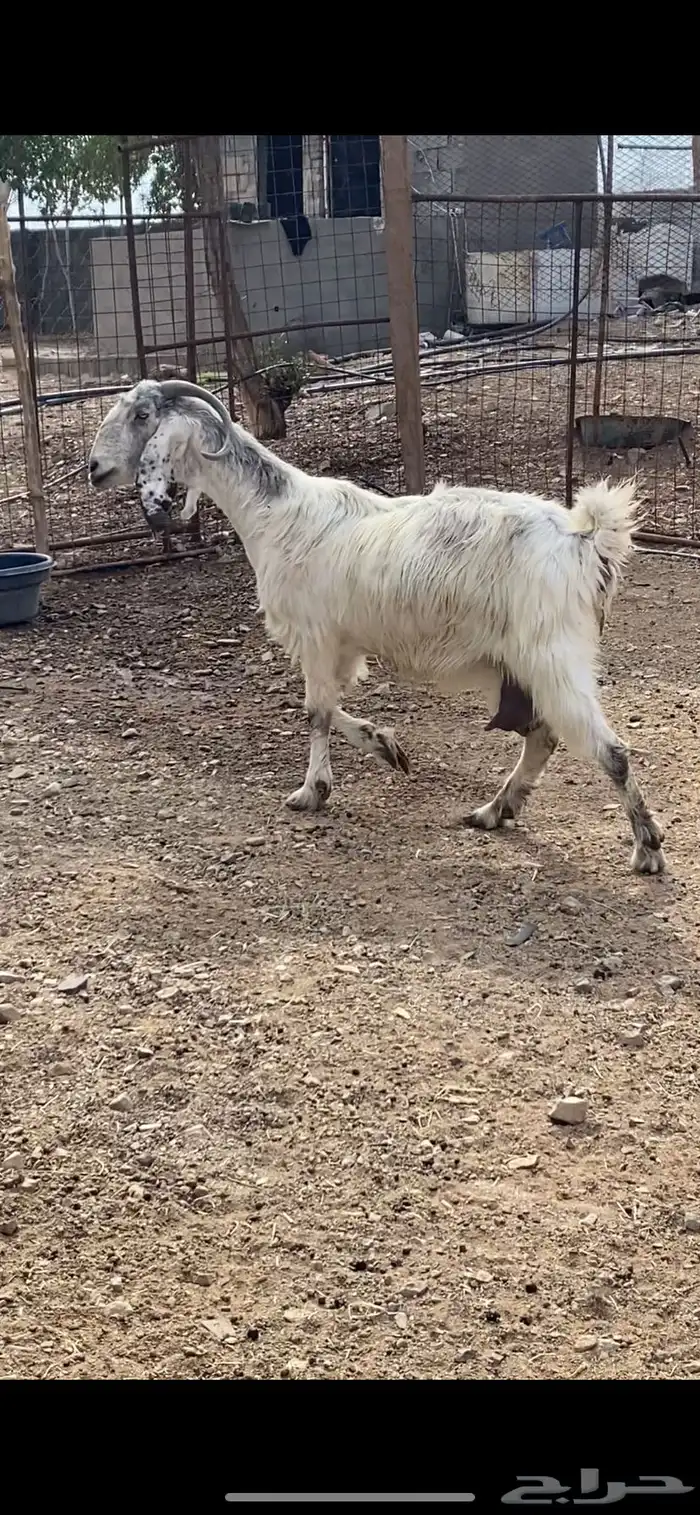 عنز والد مصرية فروع 1