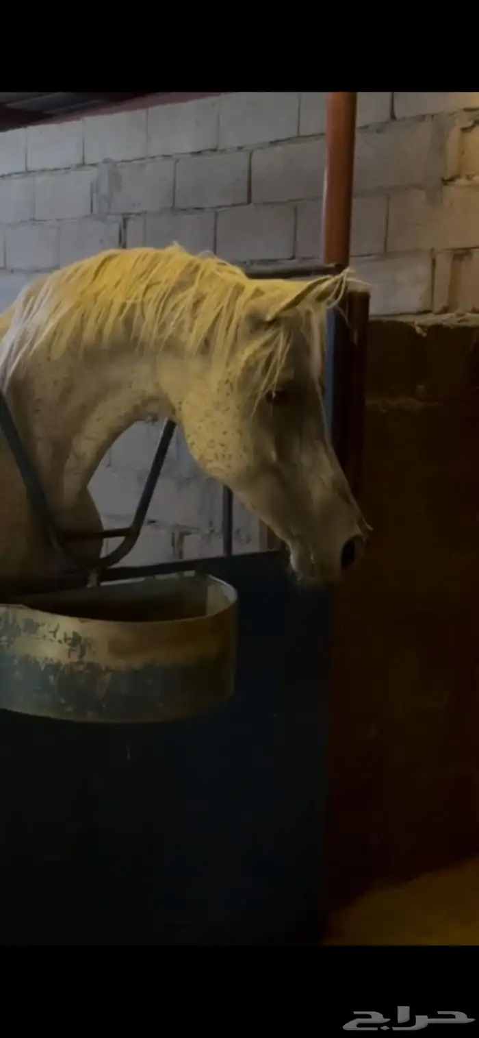 شاء الله تبارك الرحمن حصان عربي شعبي  للبيع 0