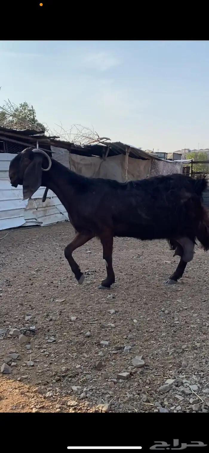 عنز شامية والد صنف 2