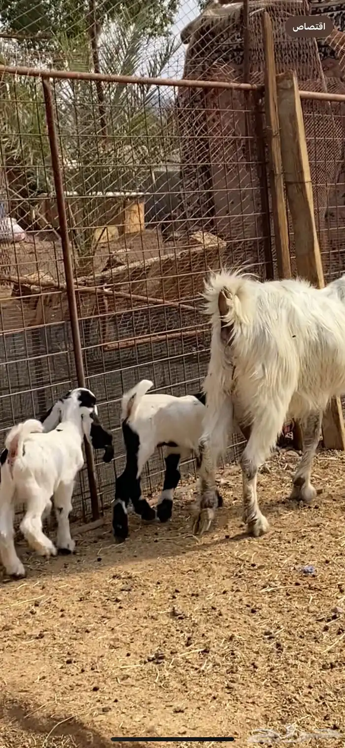 عنز والد مصرية فروع 6