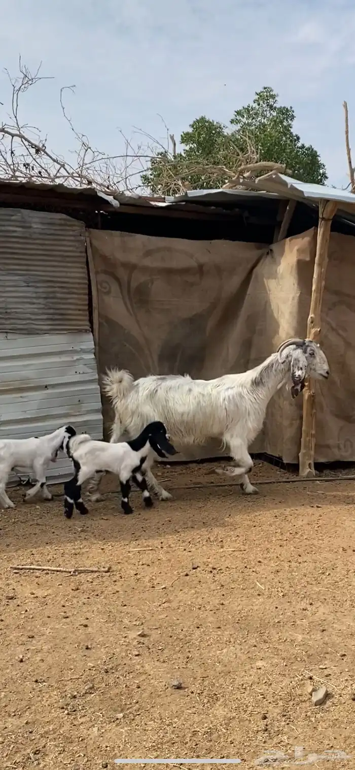 عنز والد مصرية فروع 0